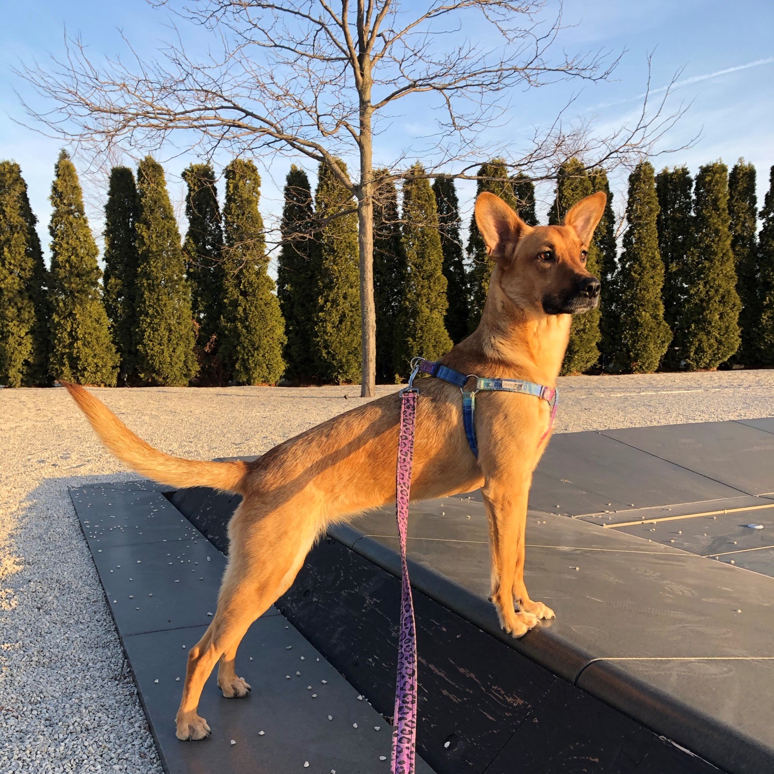 a dog standing on the edge of an empty waterfeature