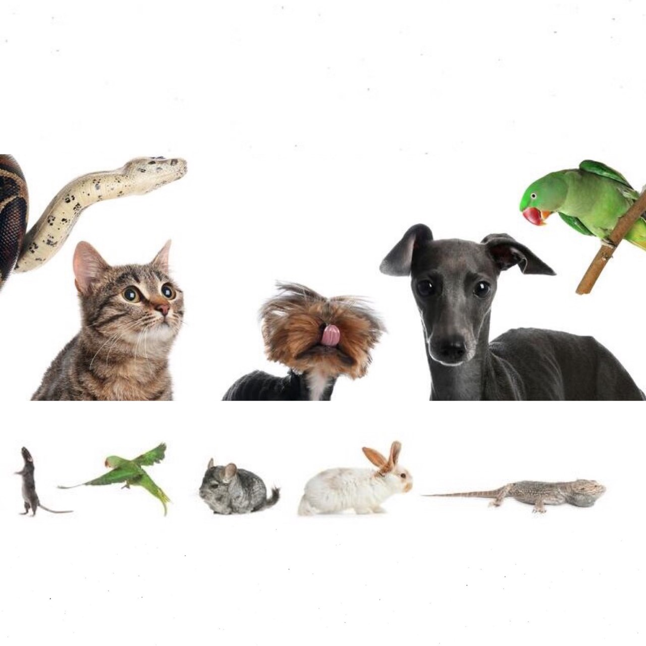 various types of pets on a white background